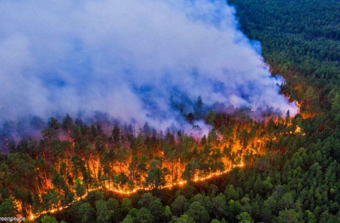 На территории Соликамского лесничества лесных пожаров нет